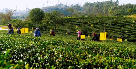 廣西欽州:春茶采摘忙