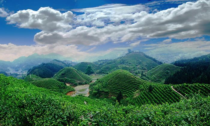 狗牯腦茶入選國家農(nóng)產(chǎn)品地理標(biāo)志登記保護(hù)名單