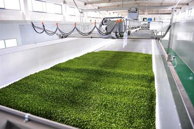 蕭氏茶業(yè)榮登中國農(nóng)企500強榜單，彰顯茶業(yè)發(fā)展新高度