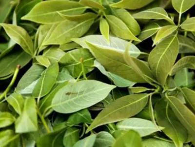 什邡紅白茶 德陽特產，茶香四溢的產地農產品